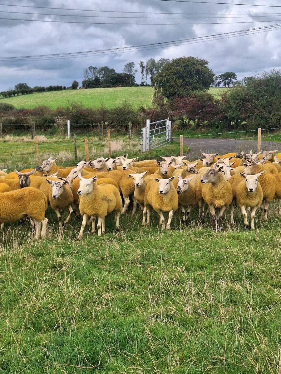 Texel hoggets - Image 1
