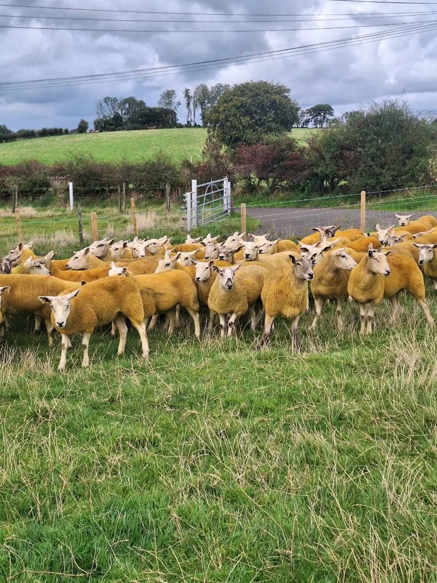 Texel hoggets - Image 2