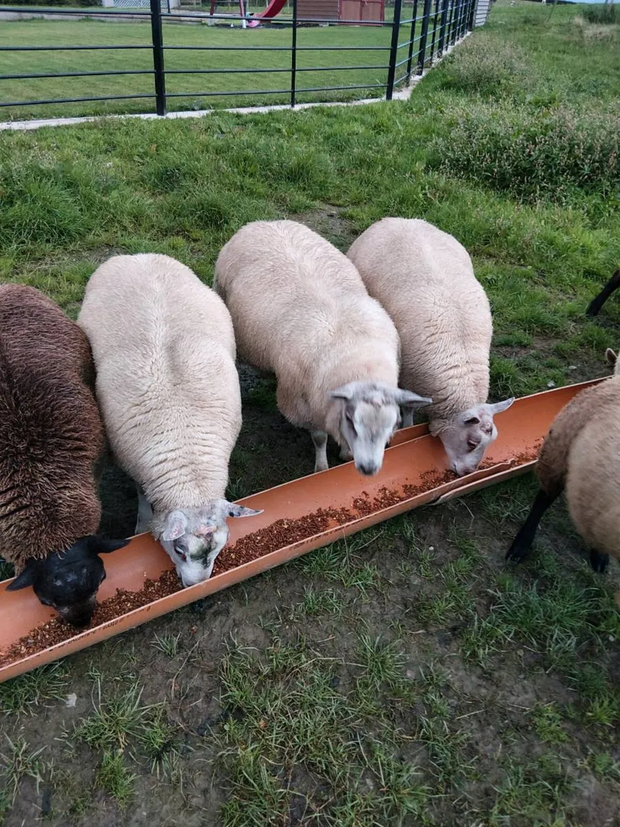 Rams - Image 1