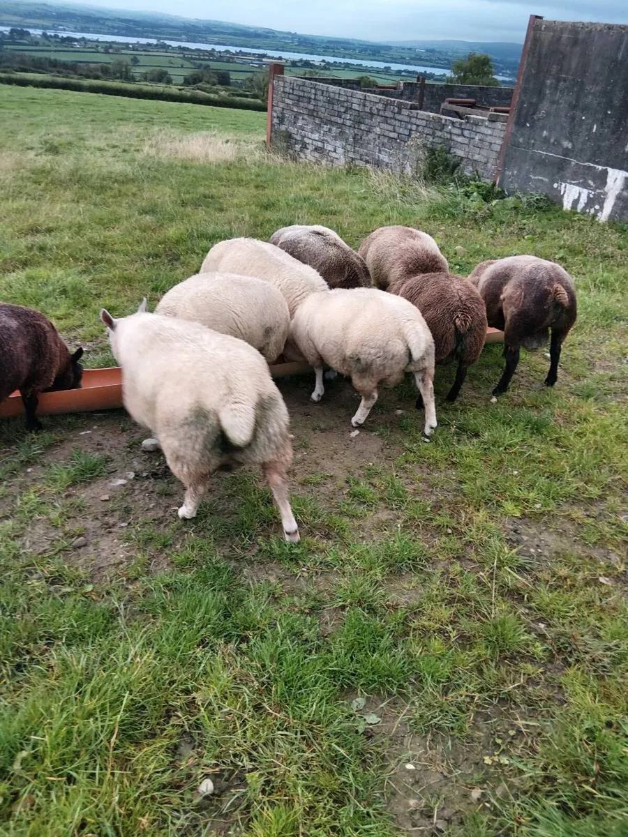 Rams - Image 4
