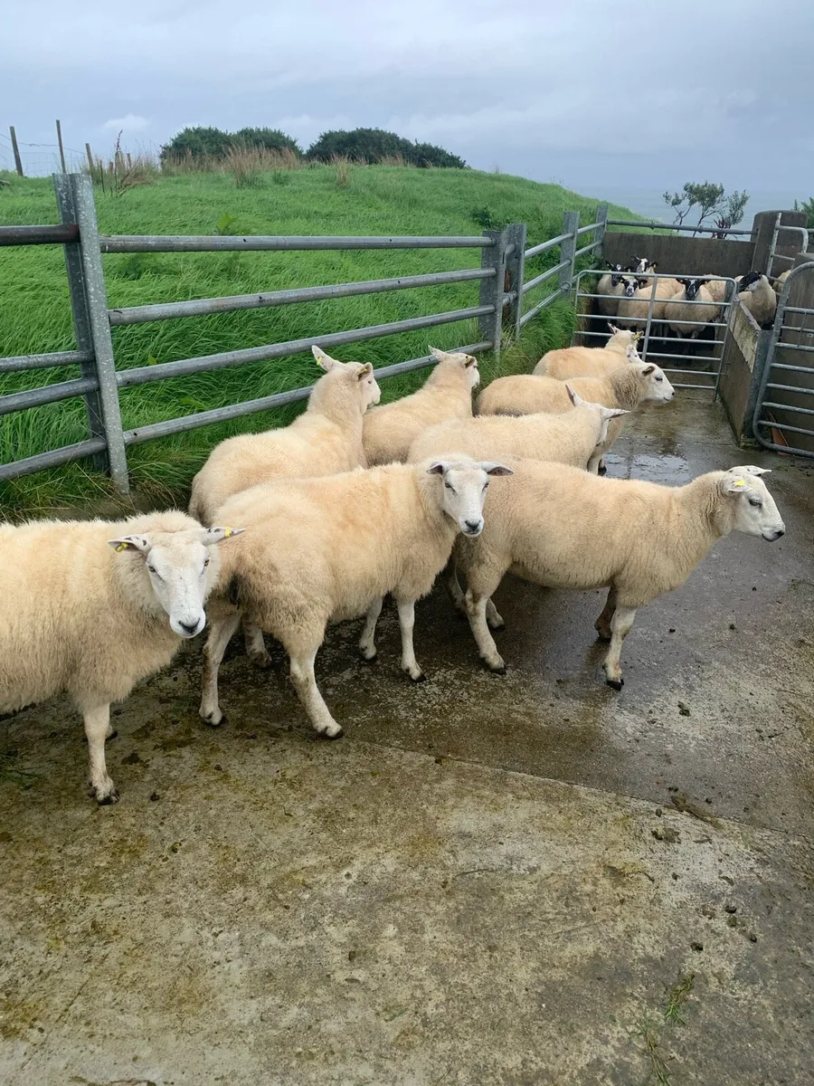 Hoggets - Image 1