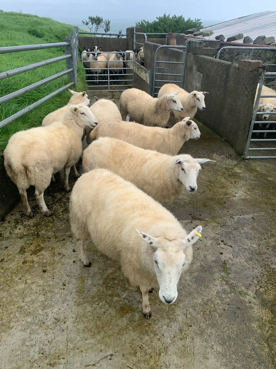 Hoggets - Image 2