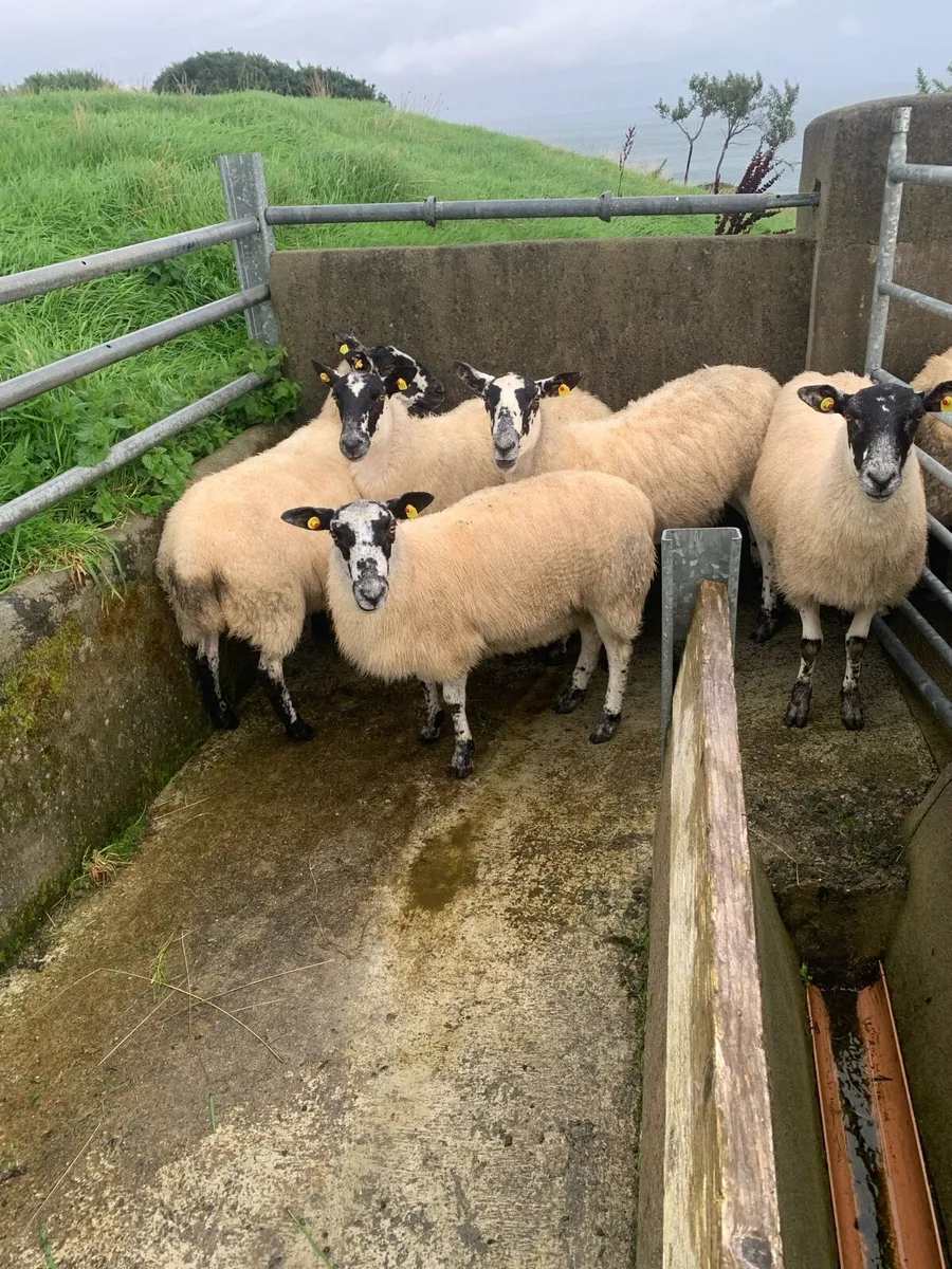 Hoggets - Image 3