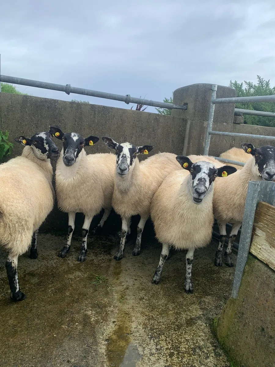 Hoggets - Image 4
