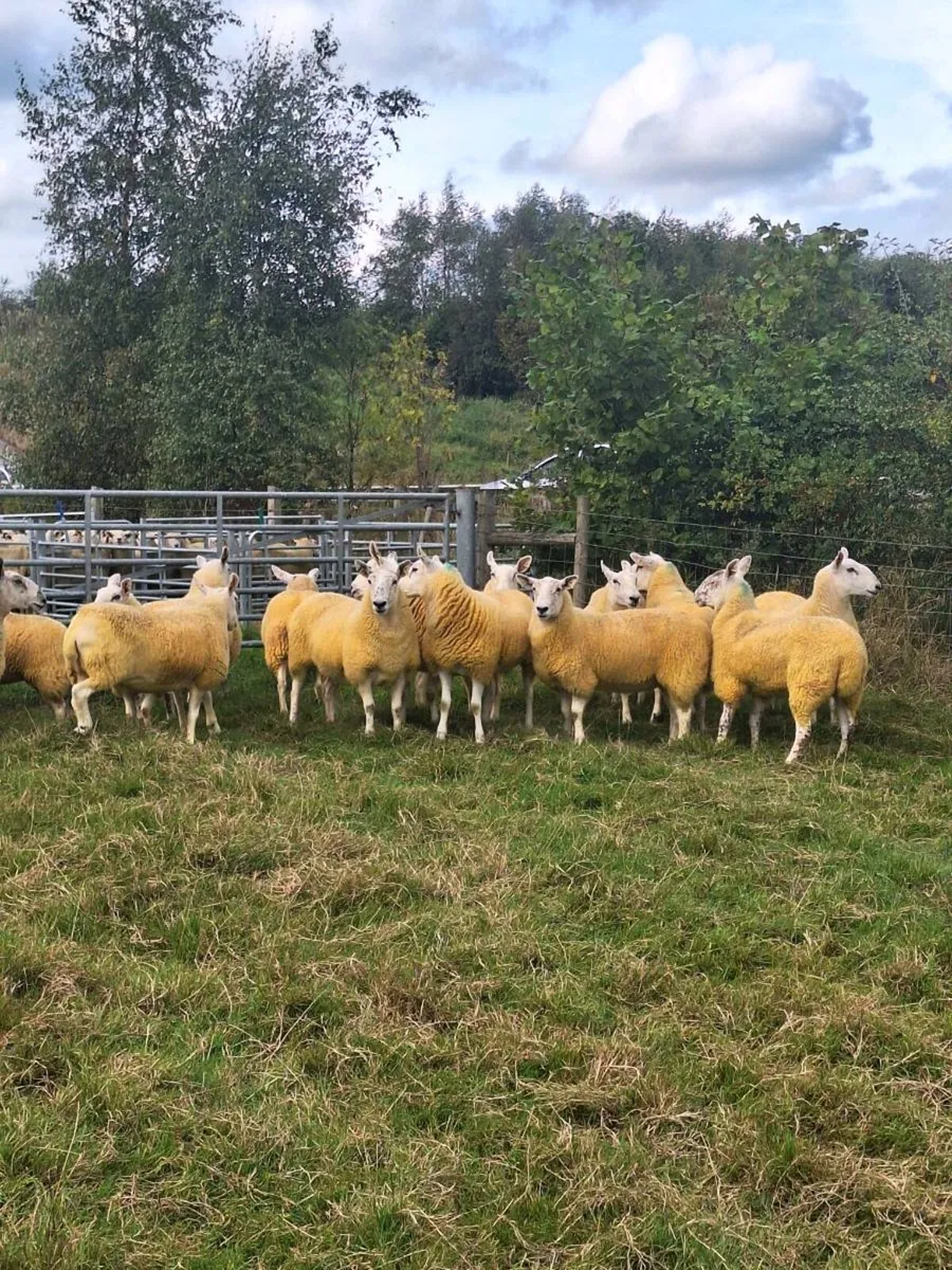 Scotch half bred hoggets - Image 4