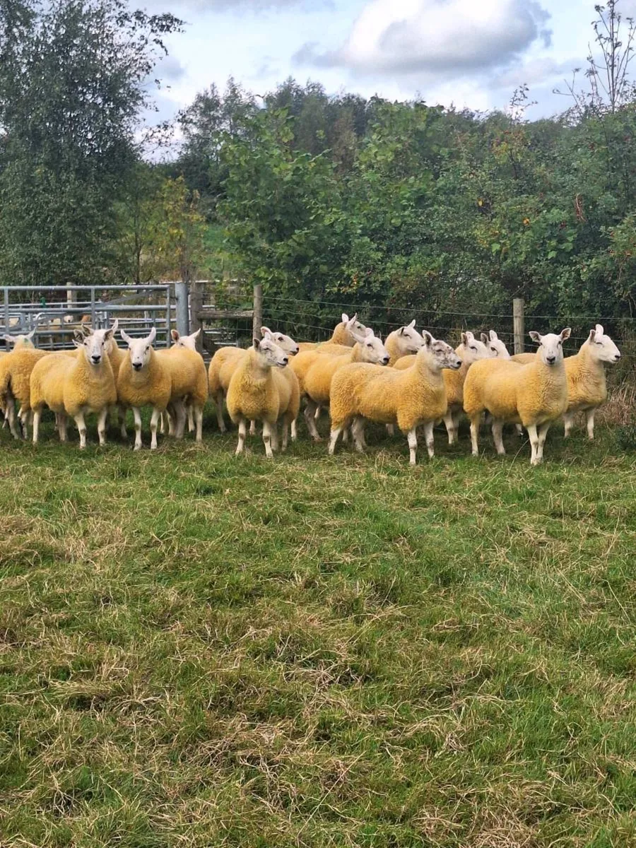 Scotch half bred hoggets - Image 1