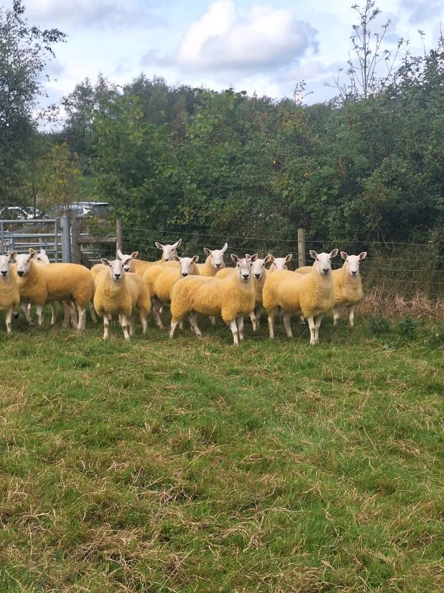 Scotch half bred hoggets - Image 2