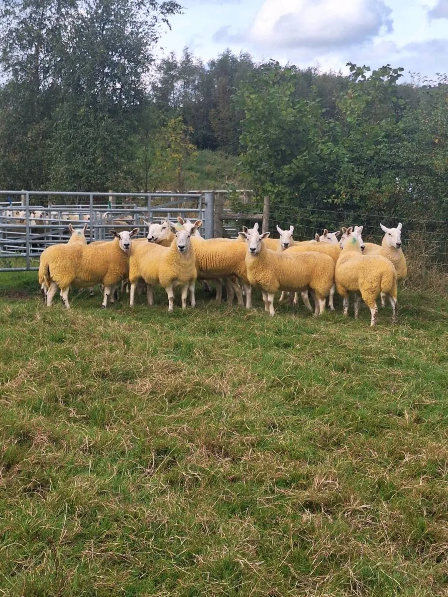 Scotch half bred hoggets - Image 3