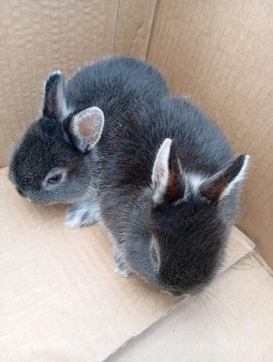 Netherland dwarf rabbits