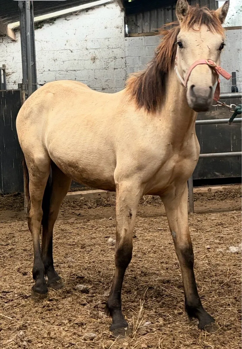 Connemara gelding CLASS 1 - Image 1