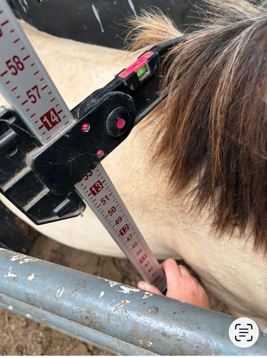 Connemara gelding CLASS 1 - Image 2