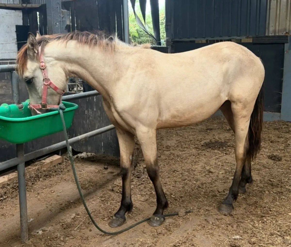 Connemara gelding CLASS 1 - Image 3