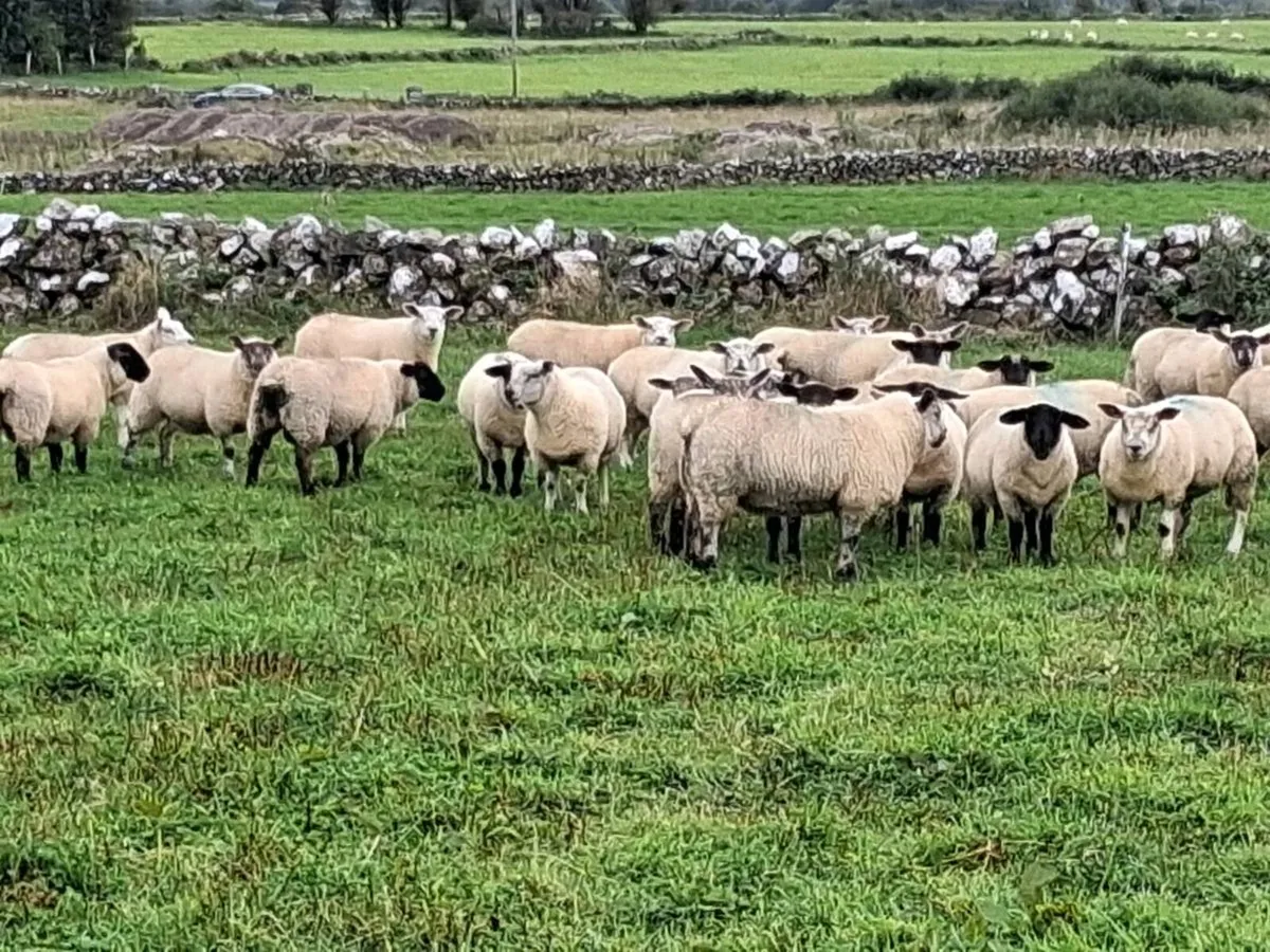 Ewe lambs organic - Image 4