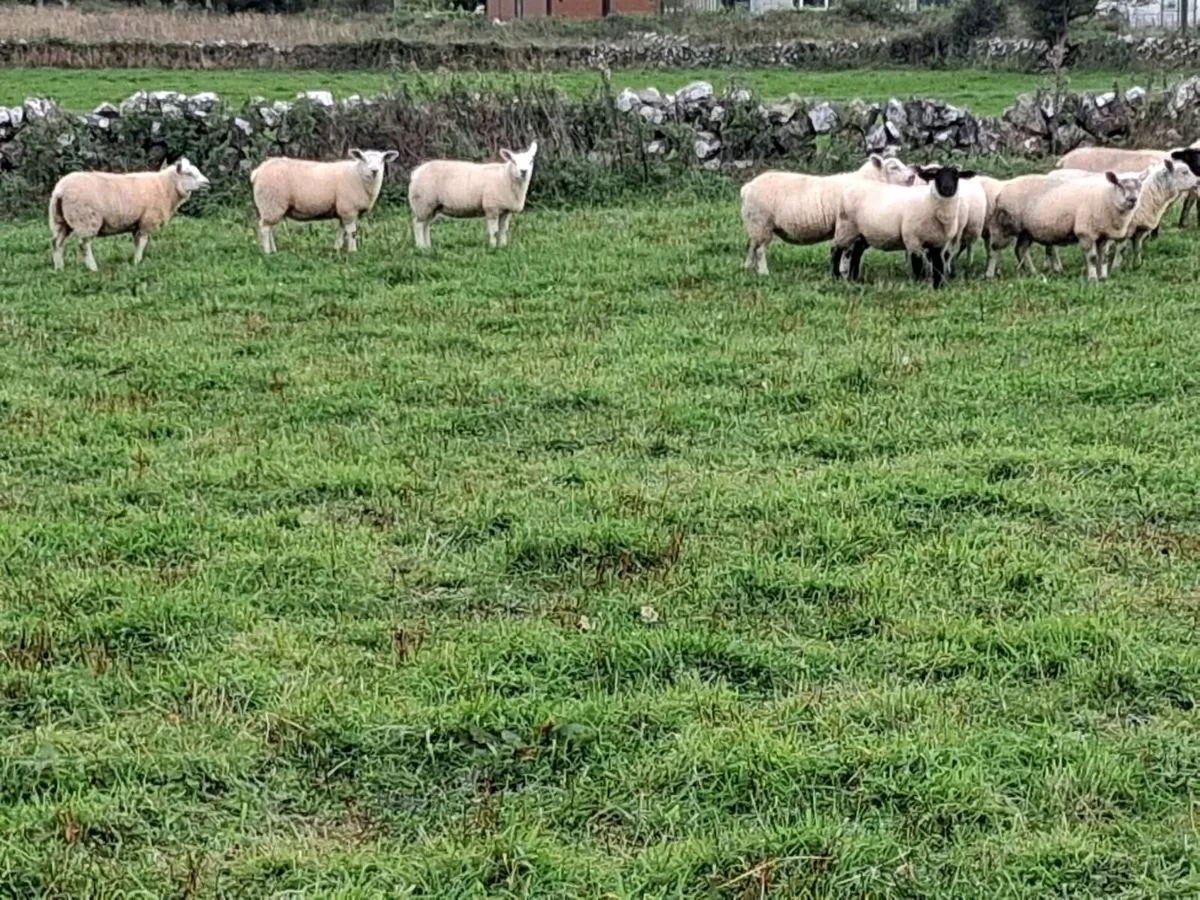 Ewe lambs organic - Image 1