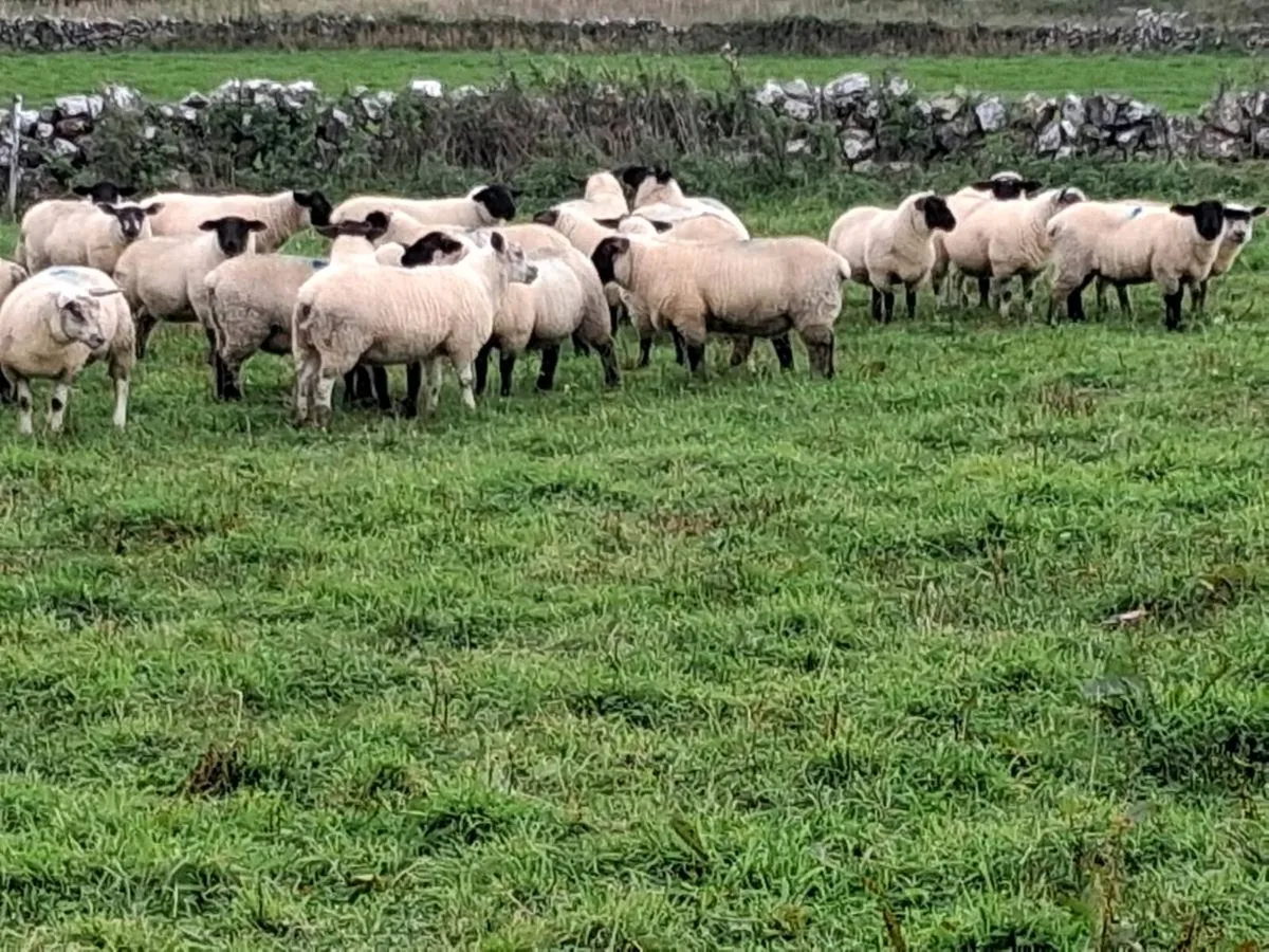 Ewe lambs organic - Image 2