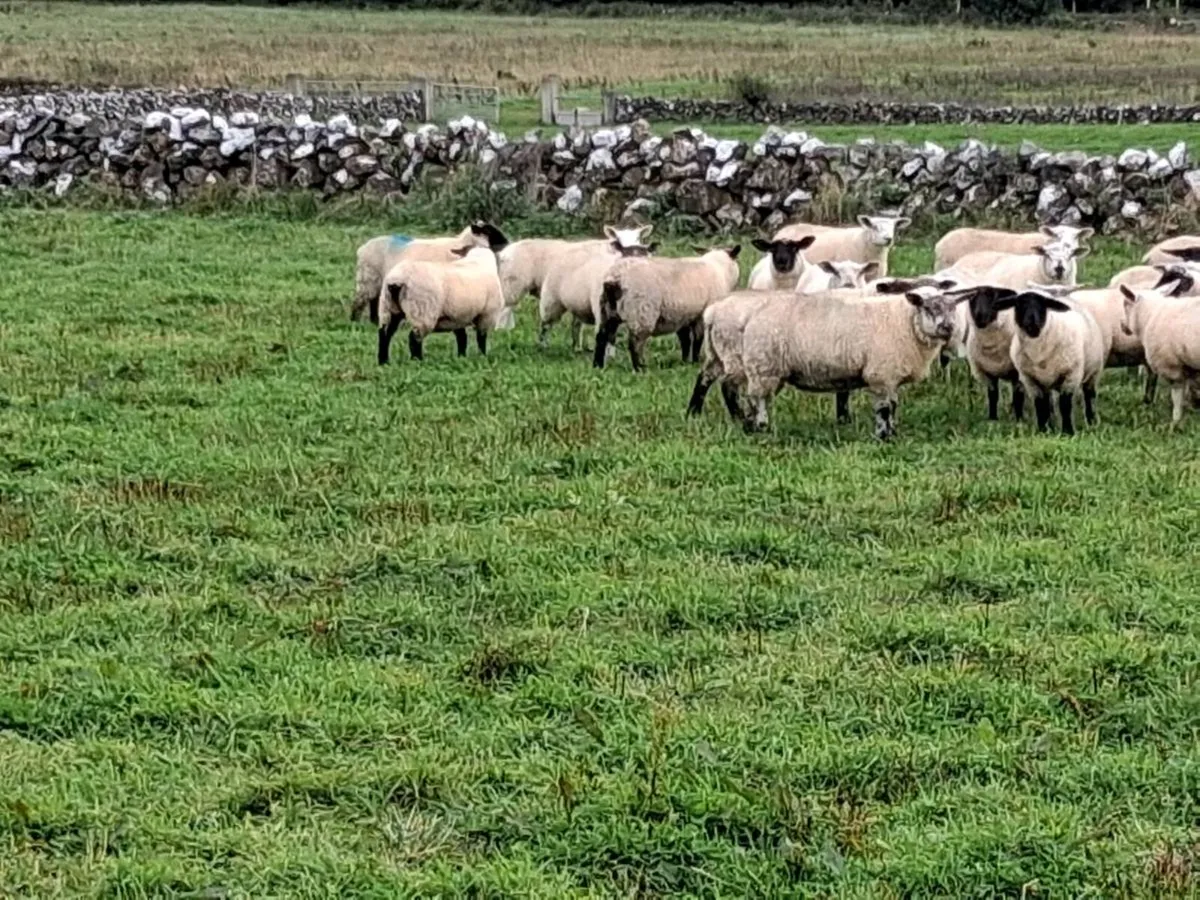 Ewe lambs organic - Image 3