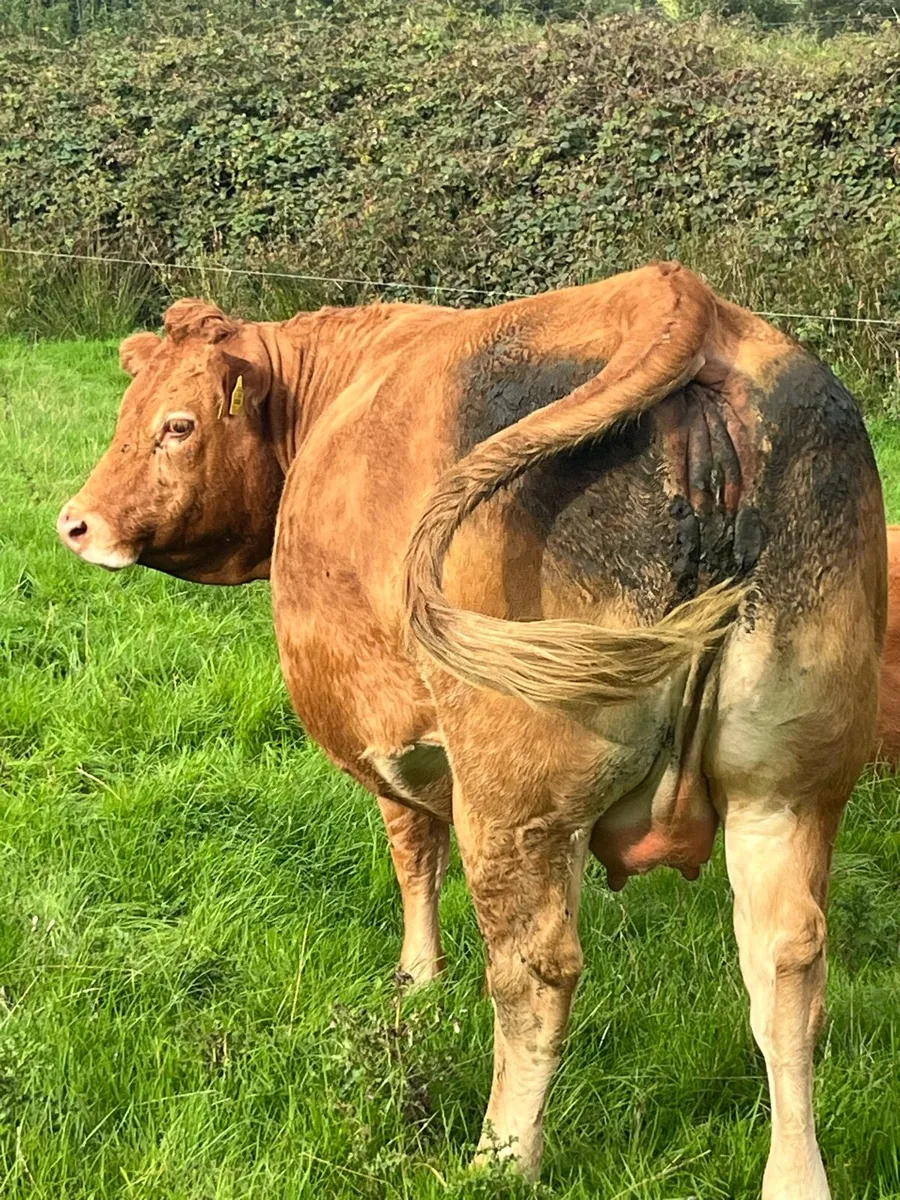 Beef cattle - Image 1