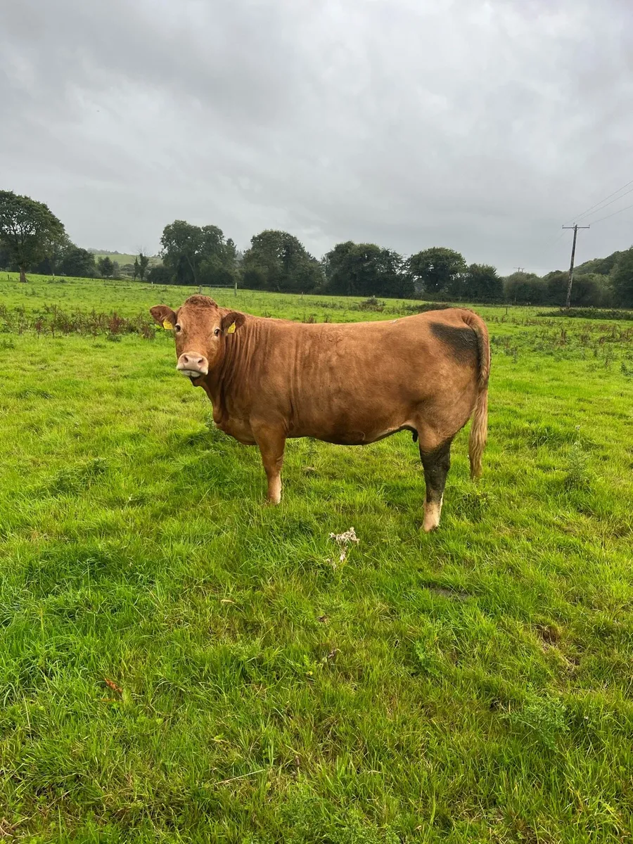 Beef cattle - Image 2