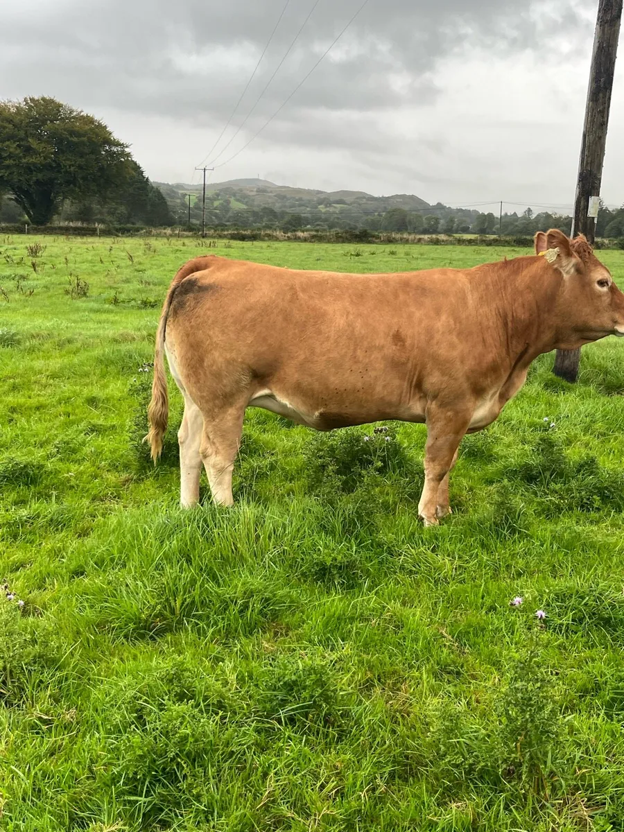 Beef cattle - Image 3