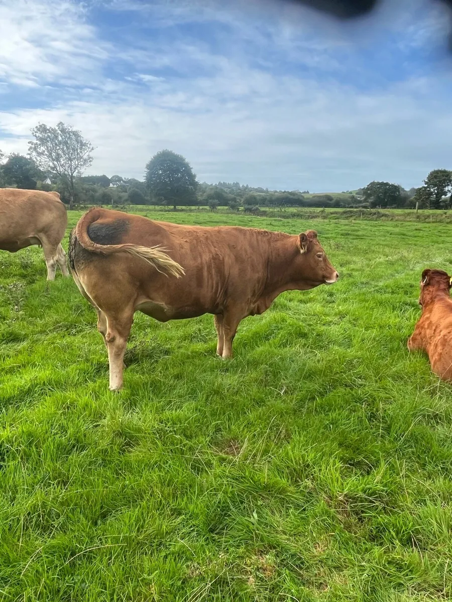 Beef cattle - Image 4