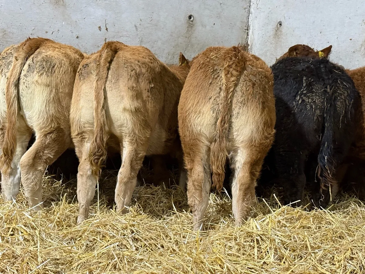 Top End Limousin Calves - Image 2