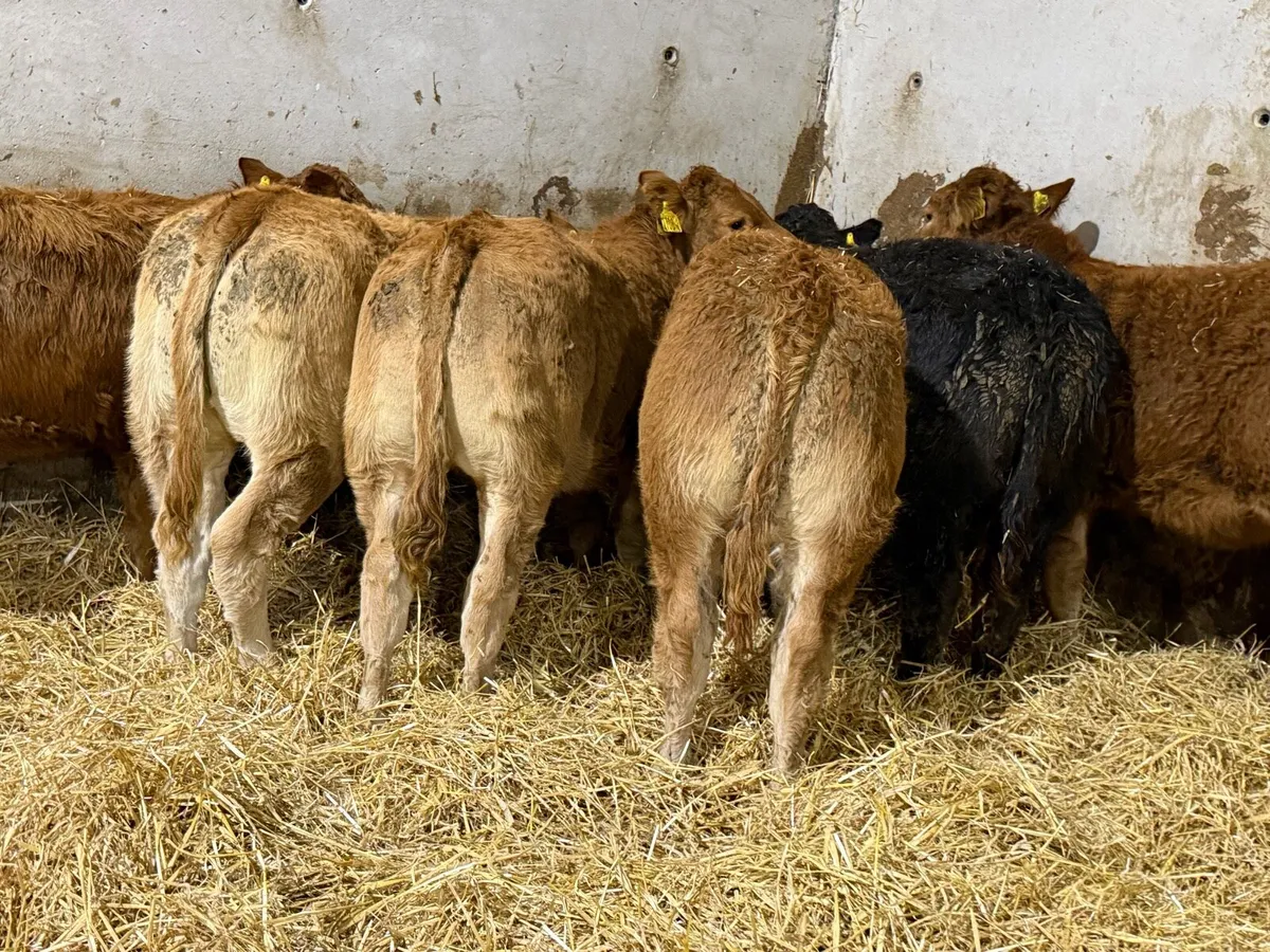 Top End Limousin Calves - Image 3