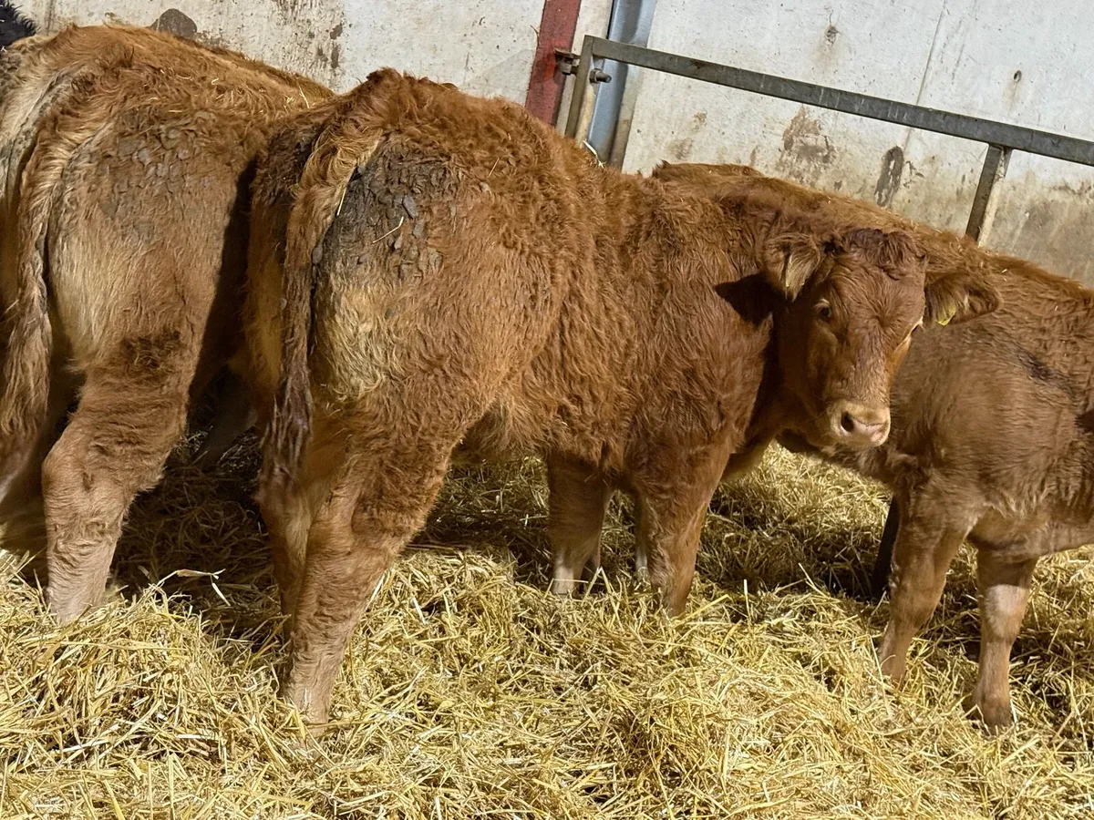 Top End Limousin Calves - Image 4