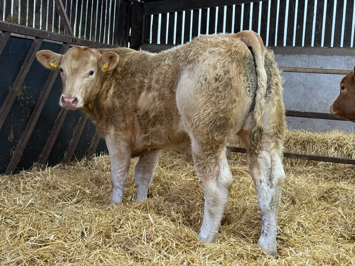 Charolais Bullock Weanling Calves - Image 3