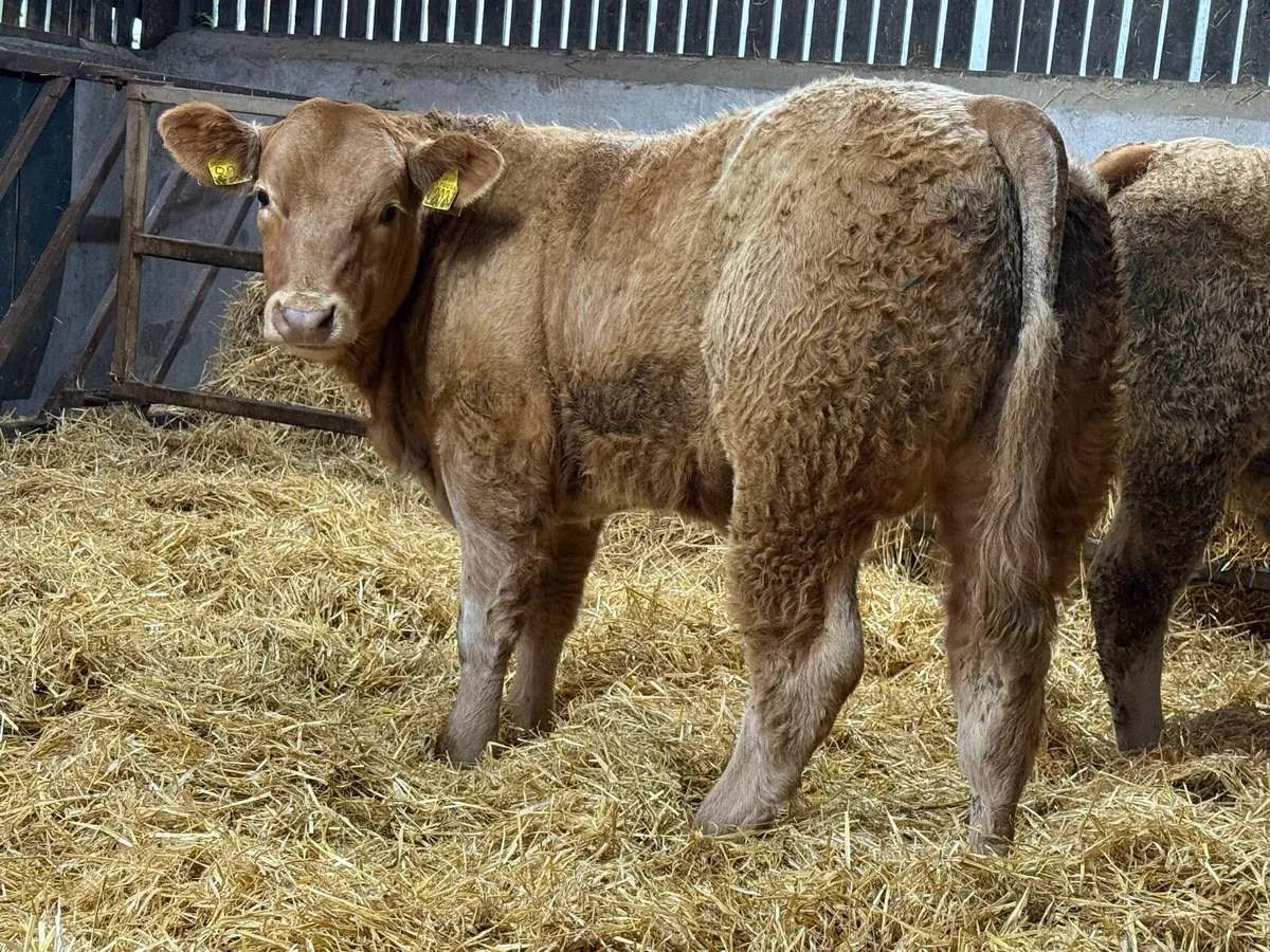 Charolais Bullock Weanling Calves - Image 4