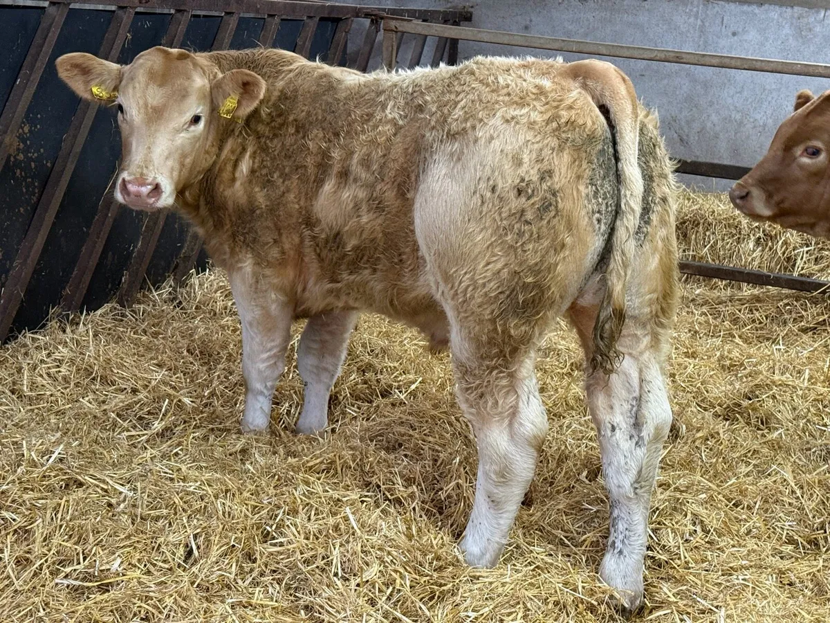 Charolais Bullock Weanling Calves - Image 2