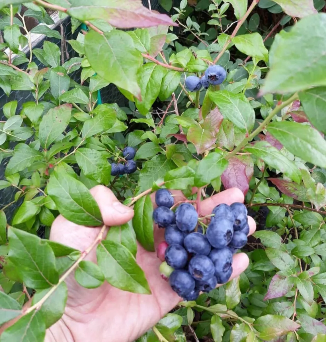 Blueberry plants 12 years old - Image 1