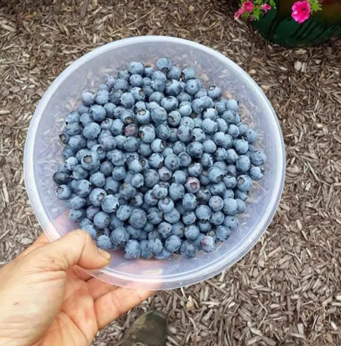 Blueberry plants 12 years old - Image 3