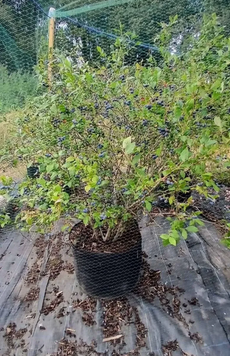 Blueberry plants 12 years old - Image 4