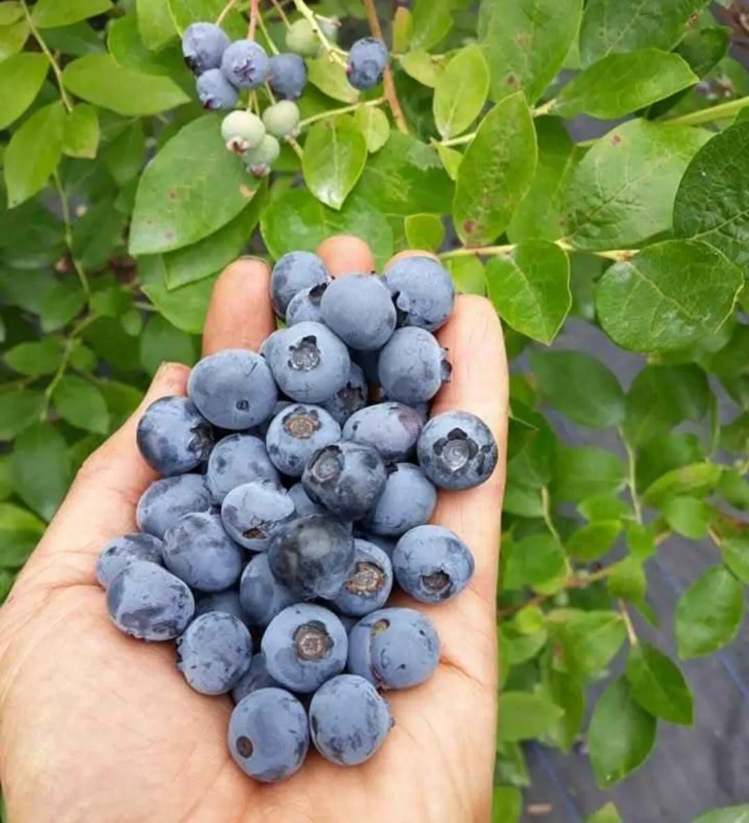 Blueberry plants 12 years old - Image 2