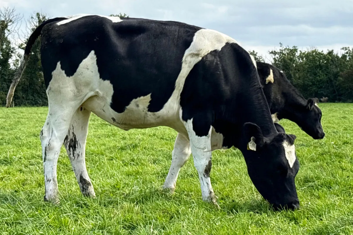 In Calf Heifers - Image 1