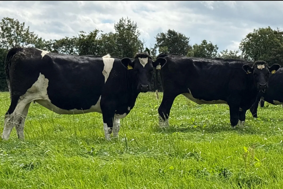 In Calf Heifers - Image 2