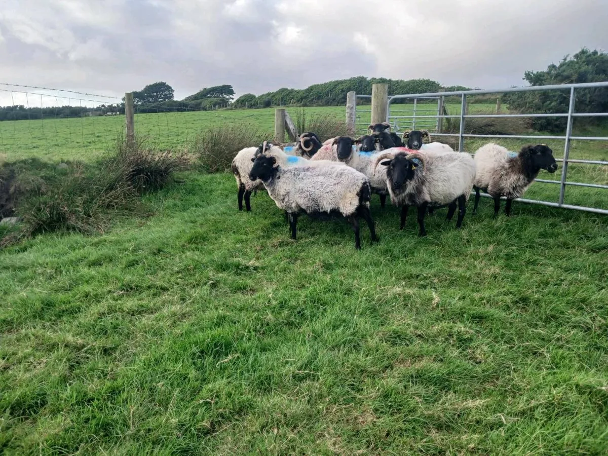 Blackface Ewes - Image 2