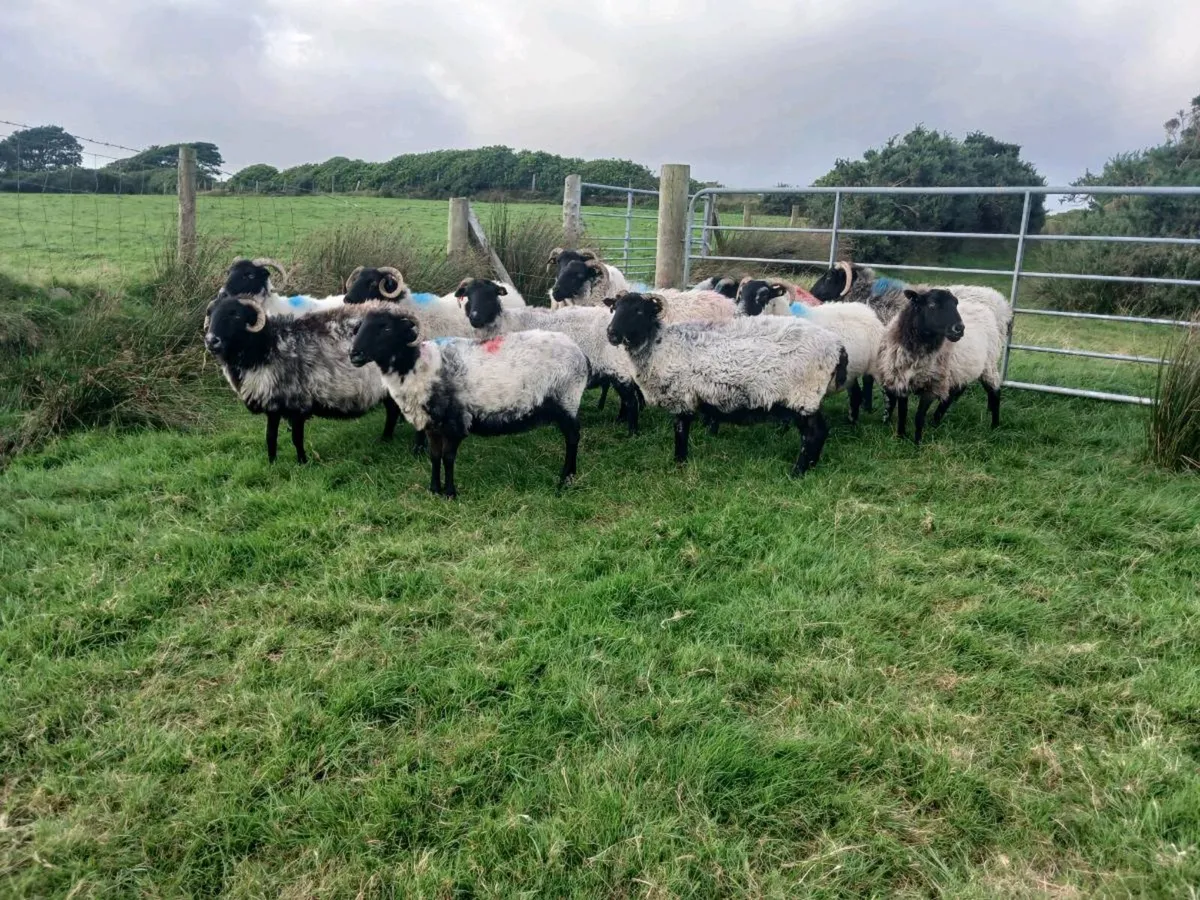 Blackface Ewes - Image 3