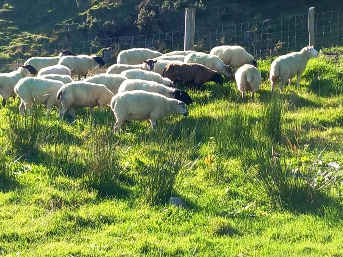 Sheep - Image 2