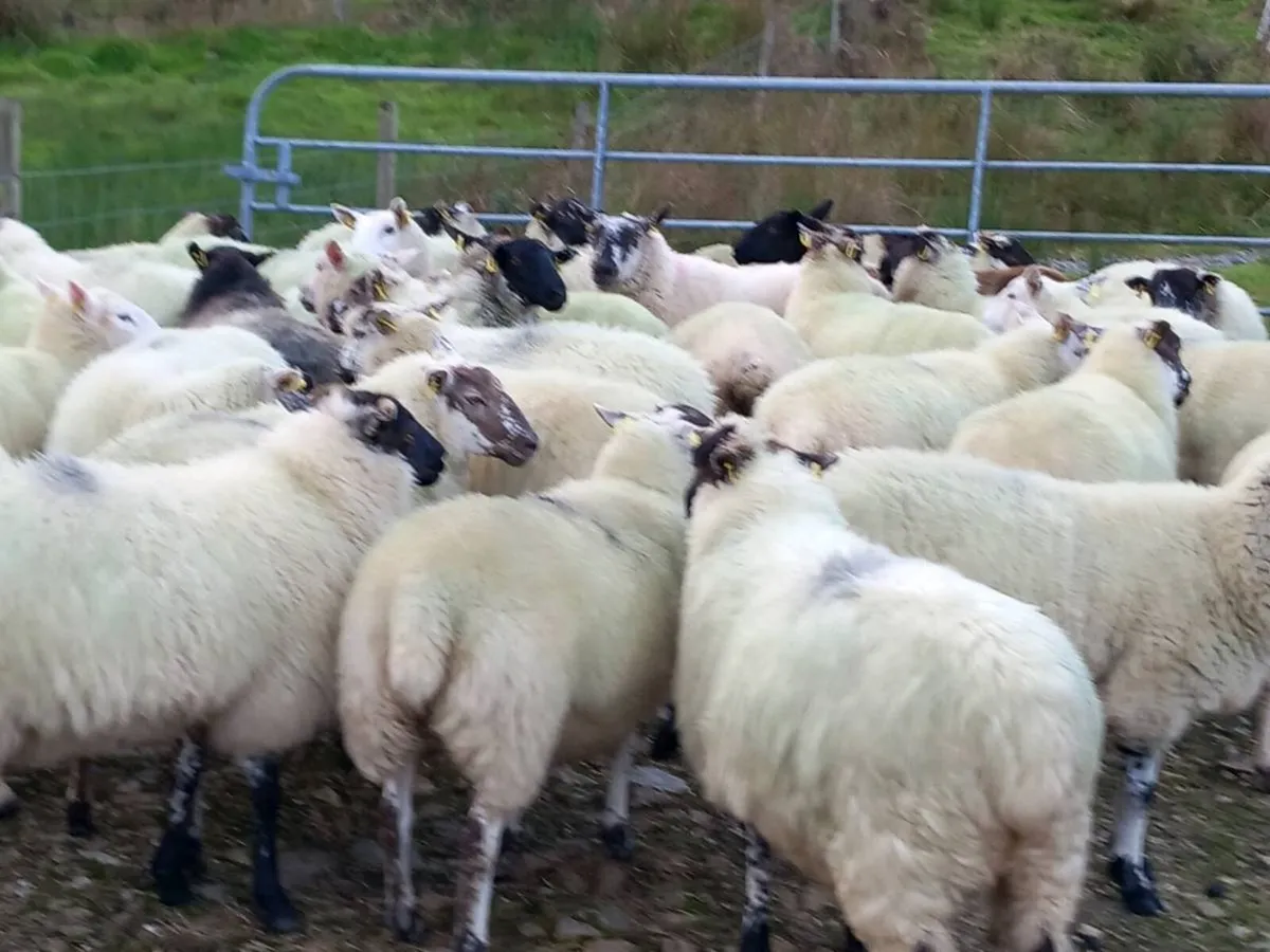 Sheep - Image 3