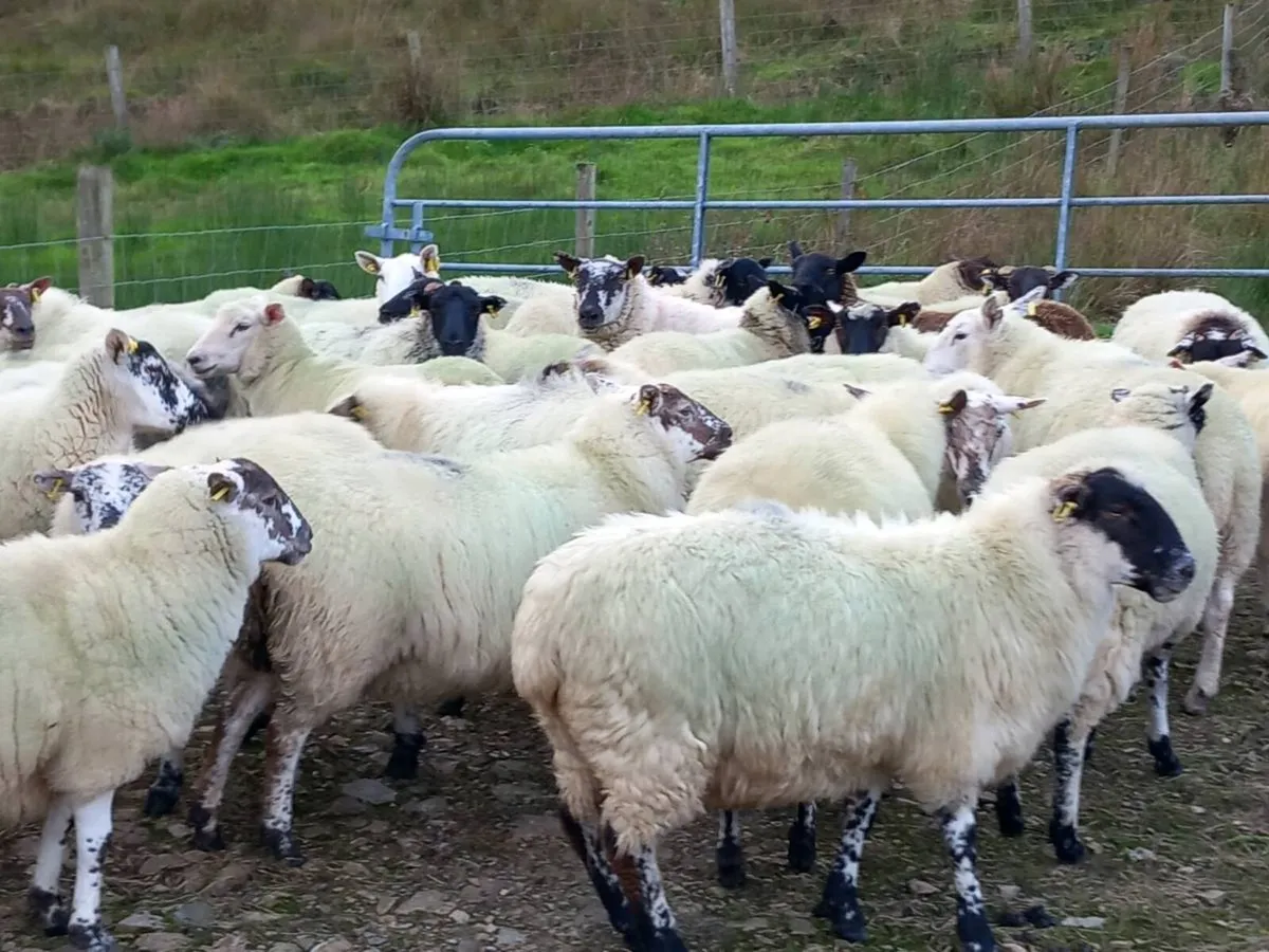Sheep - Image 4