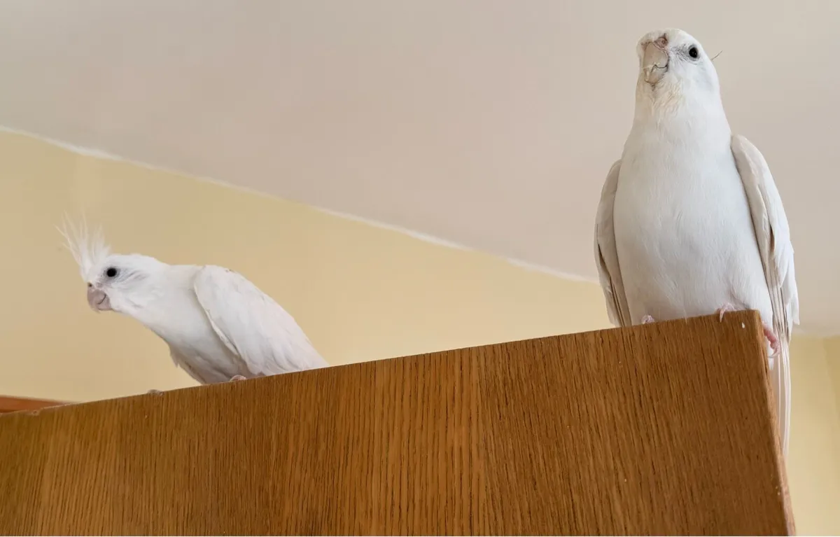 Albino Cockatiel - Image 1