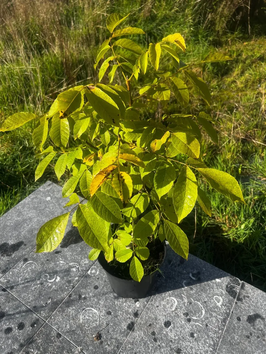 Walnut tree