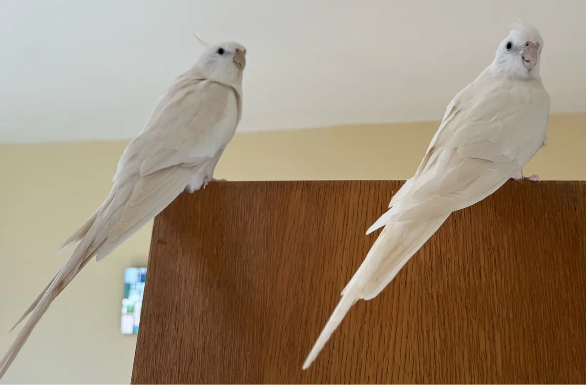 Albino Cockatiel - Image 1