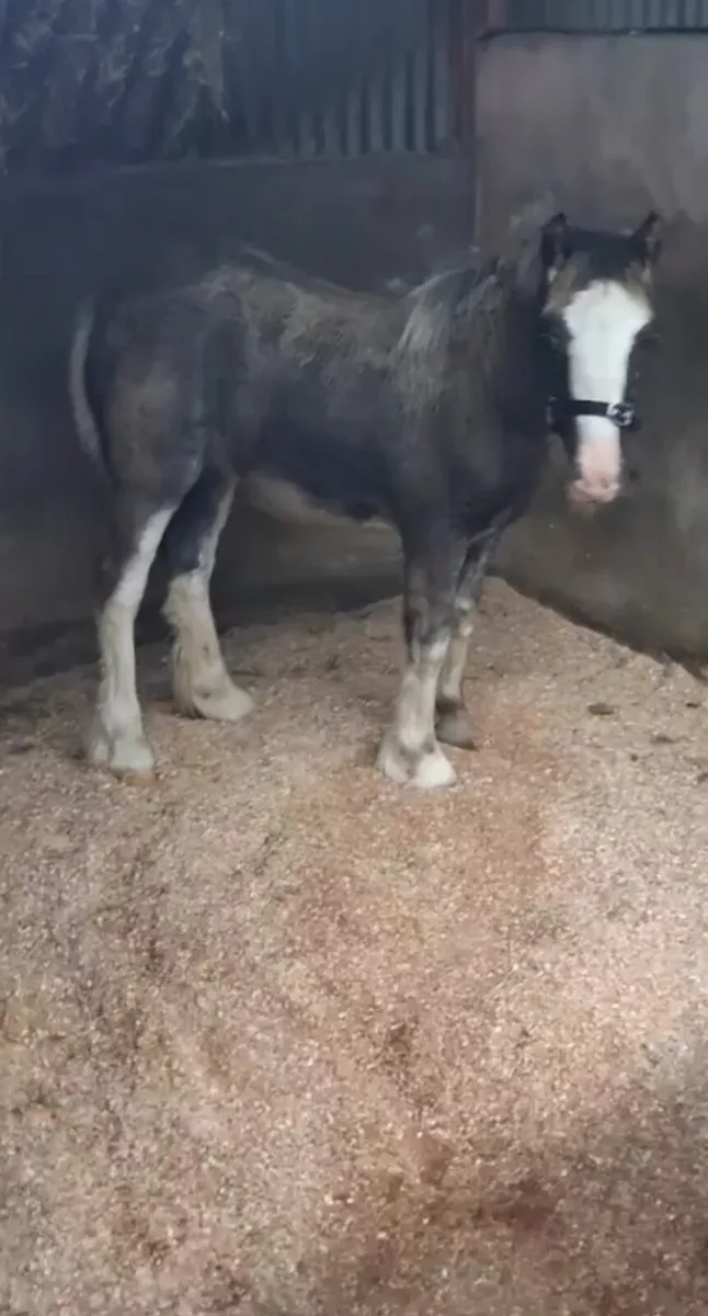 Filly foul