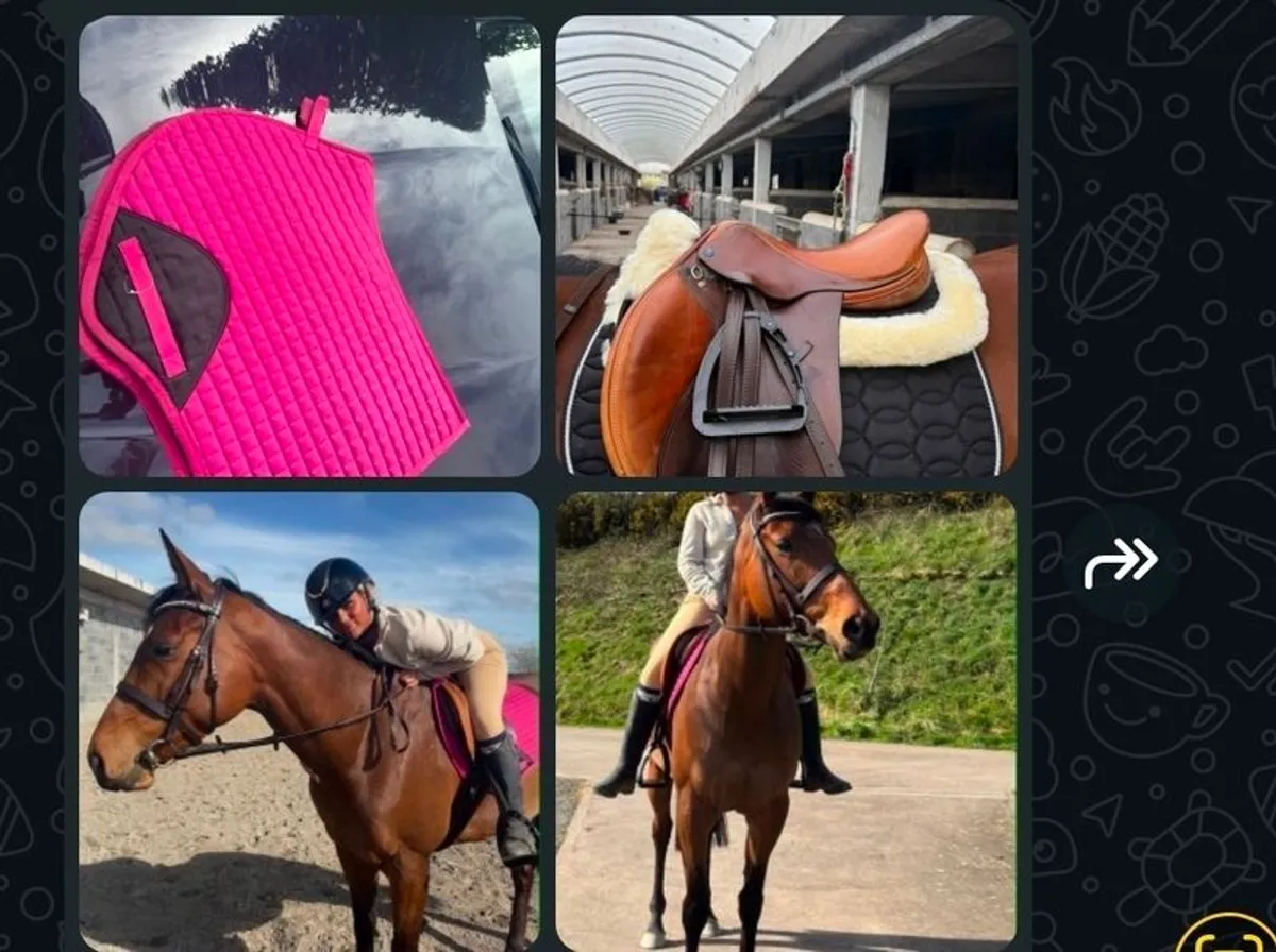 horse stuff bridel numnat.stryps