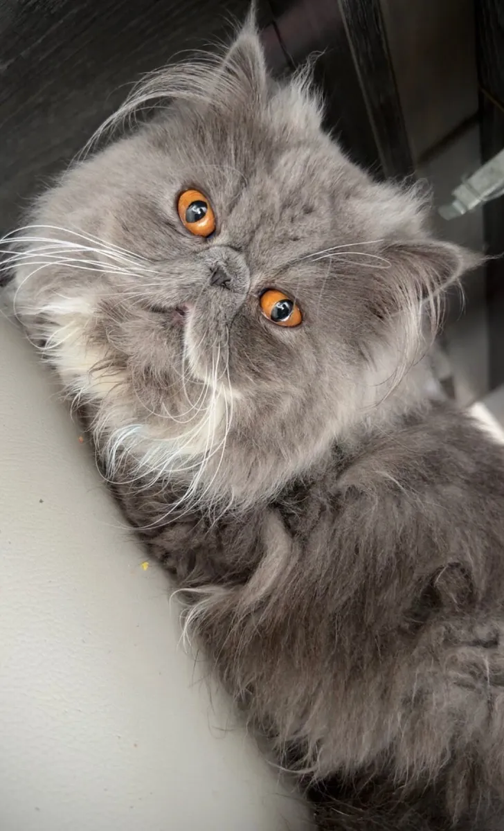 Cat - Image 1