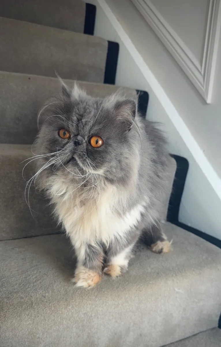 Cat - Image 2