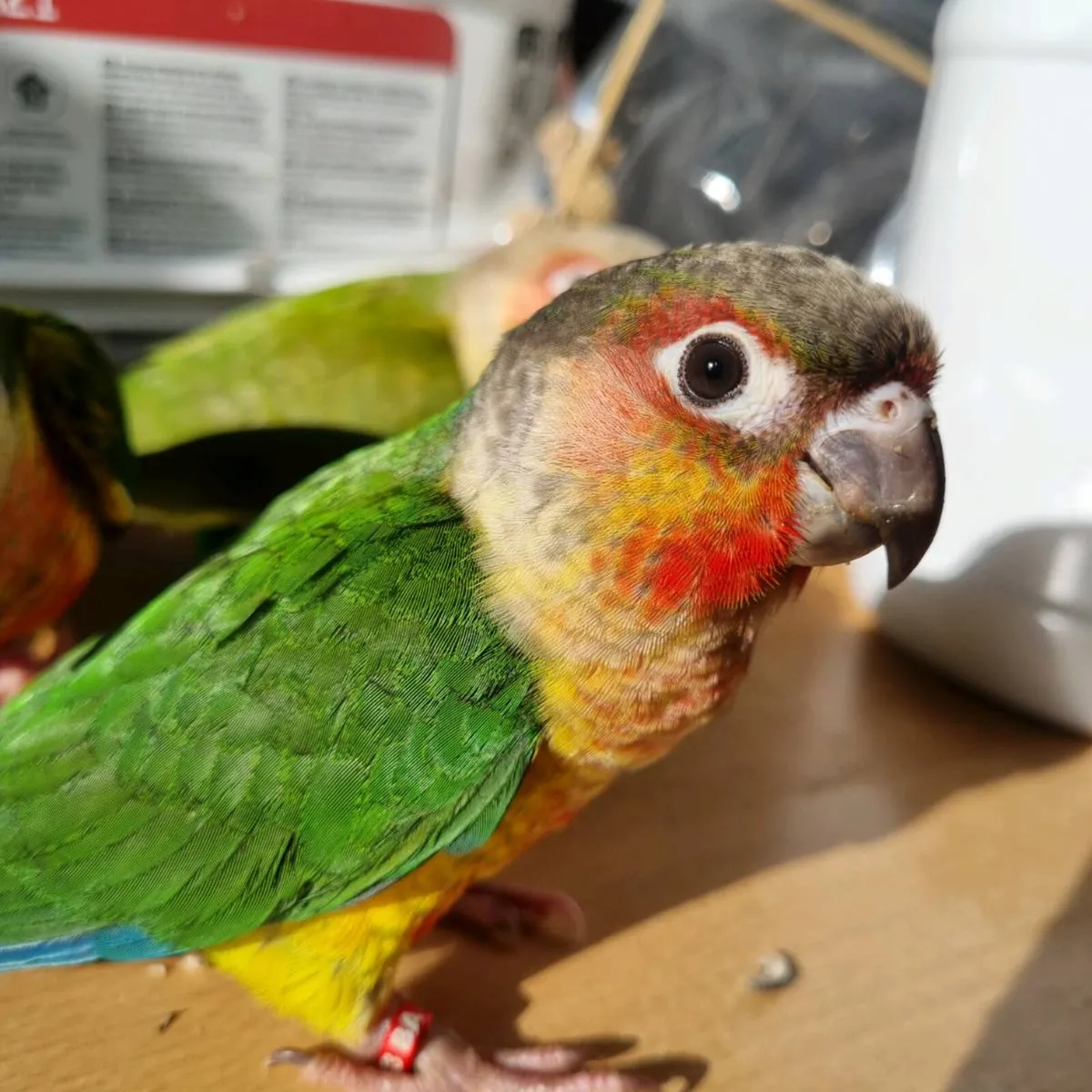 Green Cheek Conures (Hand reared) Silly tame!! - Image 1