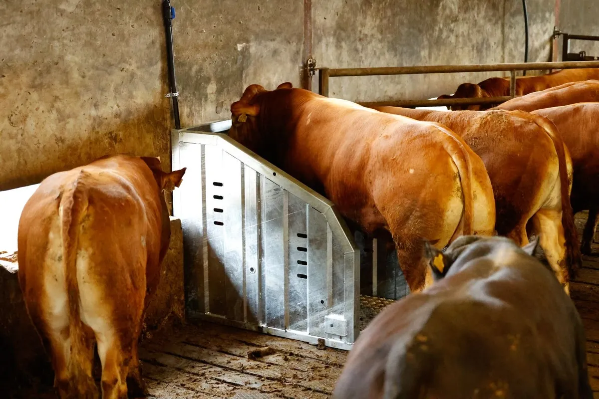 Top Performing Bulls/Steers and Heifers - Image 1